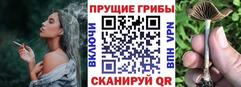 Купить закладки  Бавлы  Галлюциногенные грибы мицелий 